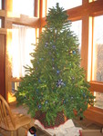 Tree in progress