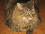 Another kitty pic