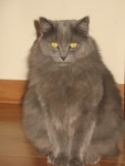 Ninwa
