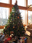 The Christmas tree in the morning light