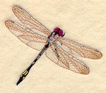 Pale-faced clubskimmer dragonfly purchased from Embroidery Library