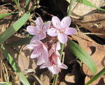 Spring beauties