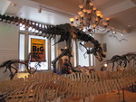 Kids' favorite: T Rex!