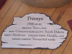 The last turtle's label