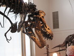 T Rex's head