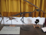 Small fossils, including yet another turtle