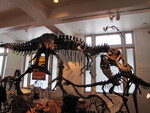 IMG 0079