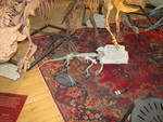 IMG 0080