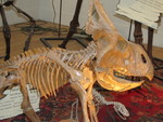 IMG 0081