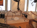 IMG 0084