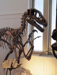 IMG 0085