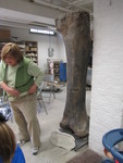 Apatosaurus femur