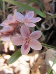 Last flower picture