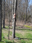 Connor climbing the vine on a tree in the front yard