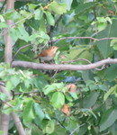 Cute wren joining the feast