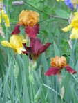Another pic of the new iris