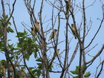 Lots of waxwings in the top of a tree