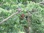 IMG 0748
