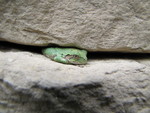May 20: Tree frog wedged into the rock wall.  (We found him in the conduit box, and he didn't appreciate being moved.  He immediately went up the wall to the nearest crack and squeezed into it.)