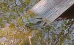 Frog in the pond using the ramp we set up for him