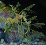 Another leafy seadragon pic