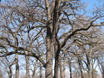 Burr oak trees against the blue sky
