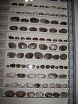 Mussel shells at the Science Museum of Minnesota