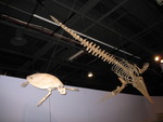 Ancient sea turtle and whale fossils