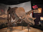Triceratops -- one of the few on display anywhere