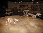 More dinosaur fossils