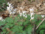 April 15: Dutchman's britches near Aunt June's