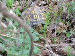 A friendly turtle, just out of hibernation