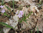 Spring beauties, close up