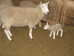 Mama and baby