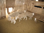 The kids loved seeing the sheep and newborn lambs!