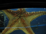 Underside of a starfish