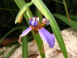 Orchid