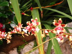 More orchids