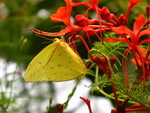 On to the butterfly garden