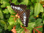 Another butterfly