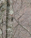 Woodpecker outside Kailyn's bedroom window