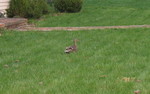 April 9: Ducks keep coming to visit our yard in the early mornings lately