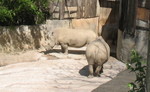 After the museum, we stopped by the zoo. Rhinos