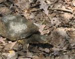 Closeup of turtle