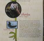Mom and I were both surprised to learn that they've recently learned that red pandas lived naturally in TN!