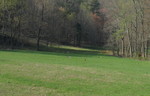 April 18: Four wild turkeys in our field on the way up the driveway (they didn't really want their picture taken, though)