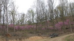 Redbuds lining the driveway