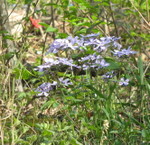 Phlox is blooming all over now