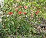 Fire pinks are out now, too