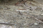 April 24: Trip down to the land for a cookout to celebrate passing the dissertation defense. Lizard spotted near our fire ring